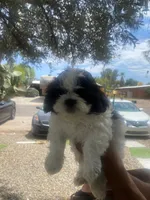 Shitzu puppy, a male Shih Tzu for sale in Tucson, AZ – 2 of 3