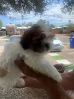 Shihtzu Puppy, a female Shih Tzu for sale in Tucson, AZ – 2 of 2