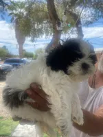 Shitzu puppy, a male Shih Tzu for sale in Tucson, AZ – 3 of 3