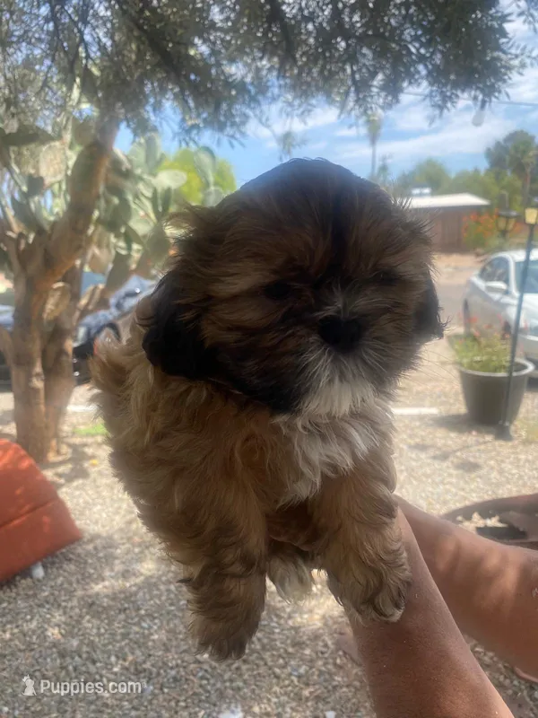 Shitzu puppy – Shih Tzu puppy for sale in Tucson, AZ