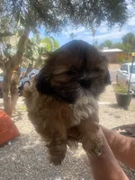 Shitzu puppy, a male Shih Tzu for sale in Tucson, AZ – 1 of 2