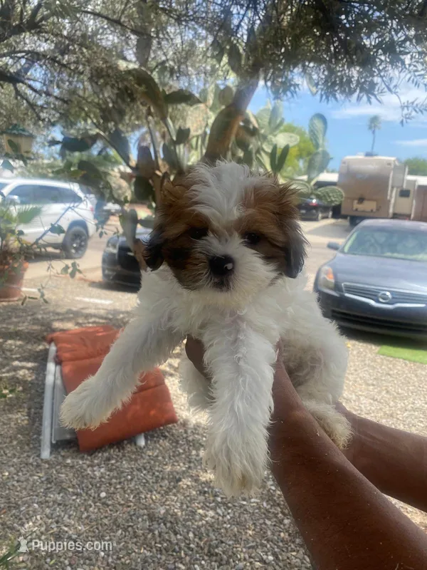 Shihtzu Puppy – Shih Tzu puppy for sale in Tucson, AZ