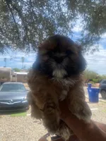 Shitzu puppy, a male Shih Tzu for sale in Tucson, AZ – 2 of 2