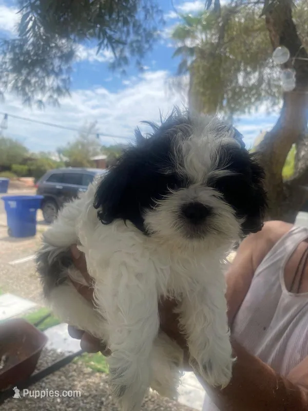 Shitzu puppy – Shih Tzu puppy for sale in Tucson, AZ