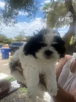 Shitzu puppy, a male Shih Tzu for sale in Tucson, AZ – 1 of 3