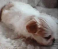 Shih Tzu Male Puppy with White and Tan Coat, a male Shih Tzu for sale in Puyallup, WA – 2 of 6