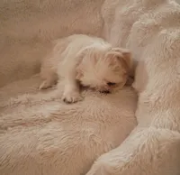 male shih tzu pup, a male Shih Tzu for sale in Puyallup, WA – 2 of 3