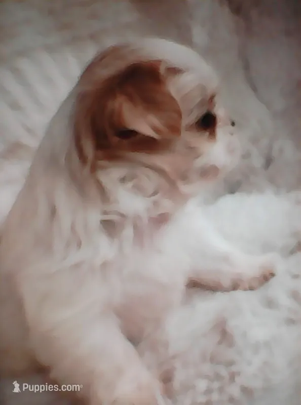 Shih Tzu Puppy Small Breed – Shih Tzu puppy for sale in Graham, WA
