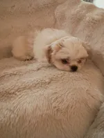 male shih tzu pup, a male Shih Tzu for sale in Puyallup, WA – 3 of 3
