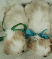 Shih Tzu Puppy Small Breed Toy Dog, a male Shih Tzu for sale in Graham, WA – 6 of 6