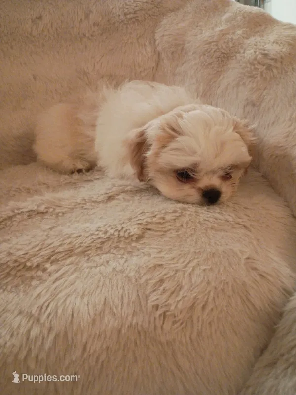 SHIH TZU puppy long-haired hypoallergenic toy breed pup – Shih Tzu puppy for sale in Puyallup, WA