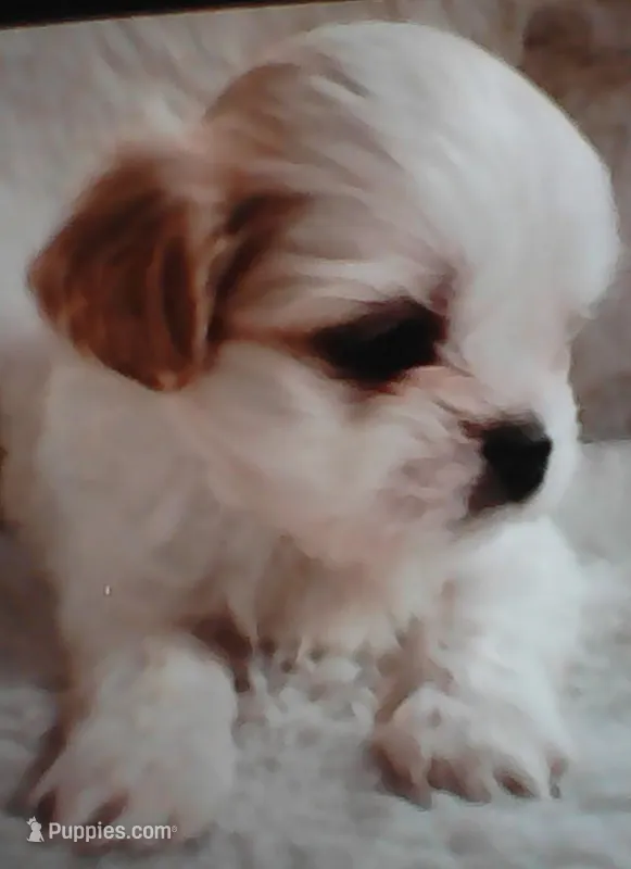 Shih Tzu Puppy Small Breed Toy Dog – Shih Tzu puppy for sale in Graham, WA