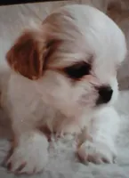 Shih Tzu Puppy Small Breed Toy Dog, a male Shih Tzu for sale in Graham, WA – 1 of 6