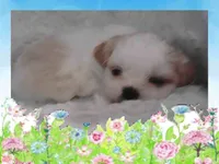 Shih Tzu Male Puppy with White and Tan Coat, a male Shih Tzu for sale in Puyallup, WA – 4 of 6