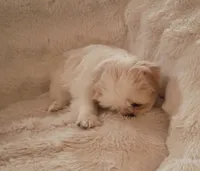 male shih tzu puppy, a male Shih Tzu for sale in Puyallup, WA – 2 of 3