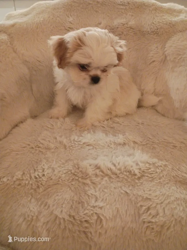 male shih tzu pup – Shih Tzu puppy for sale in Puyallup, WA