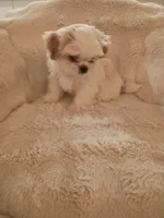 male shih tzu pup, a male Shih Tzu for sale in Puyallup, WA – 1 of 3