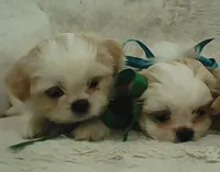 Shih Tzu Puppy Small Breed, a male Shih Tzu for sale in Graham, WA – 3 of 5