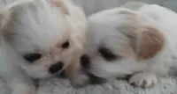 Shih Tzu Puppy Small Breed Toy Dog, a male Shih Tzu for sale in Graham, WA – 3 of 6