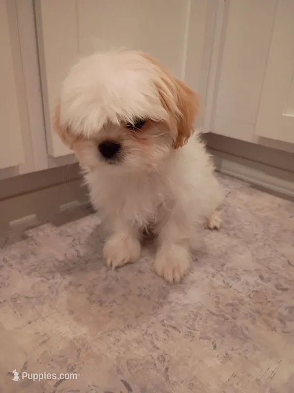 Long-haired Toy Breed Shih Tzu Puppy – Shih Tzu puppy for sale in Puyallup, WA