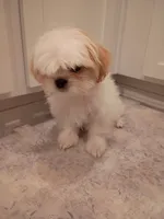 Long-haired Toy Breed Shih Tzu Puppy, a male Shih Tzu for sale in Puyallup, WA – 1 of 3