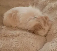 male shih tzu puppy, a male Shih Tzu for sale in Puyallup, WA – 3 of 3