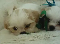 Shih Tzu Puppy Small Breed, a male Shih Tzu for sale in Graham, WA – 2 of 5