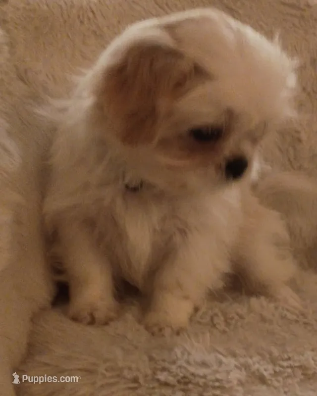 male shih tzu puppy – Shih Tzu puppy for sale in Puyallup, WA