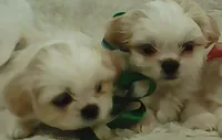 Shih Tzu Puppy Small Breed, a male Shih Tzu for sale in Graham, WA – 4 of 5