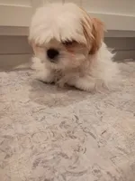 Long-haired Toy Breed Shih Tzu Puppy, a male Shih Tzu for sale in Puyallup, WA – 2 of 3