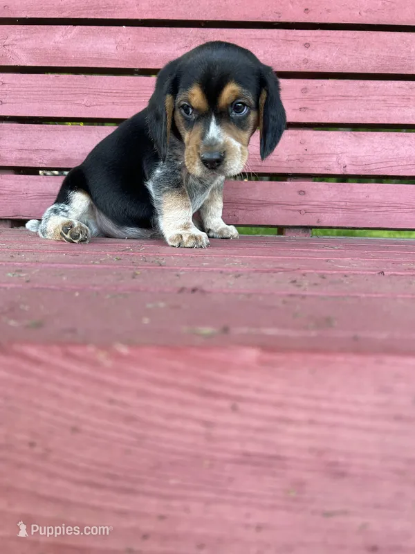Daisy – Beagle puppy for sale in Rogers, OH