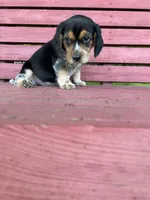 Daisy, a female Beagle for sale in Rogers, OH – 1 of 1