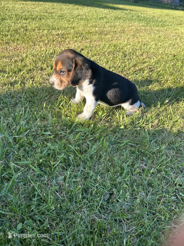 Duke – Beagle puppy for sale in Rogers, OH