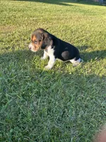 Duke, a male Beagle for sale in Rogers, OH – 1 of 1