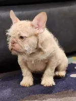 Rojo Fawn Wirehair, a male French Bulldog for sale in Schenectady, NY – Photo 2 of 4