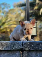 Rojo Fawn Wirehair, a male French Bulldog for sale in Schenectady, NY – Photo 3 of 4