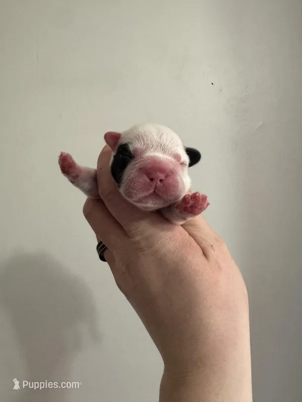 Full Fluffy Pied Testable Pink – French Bulldog puppy for sale in Schenectady, NY