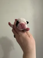 Full Fluffy Pied Testable Pink, a male French Bulldog for sale in Schenectady, NY – Photo 4 of 10