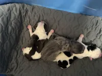 Full Fluffy Pied Testable Pink, a male French Bulldog for sale in Schenectady, NY – Photo 6 of 10