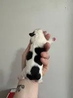 Full Fluffy Pied Testable Pink, a male French Bulldog for sale in Schenectady, NY – Photo 5 of 10