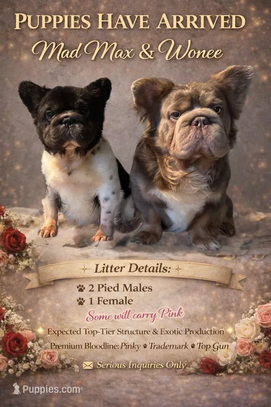 Full Fluffy Pied Testable Pink – French Bulldog puppy for sale in Schenectady, NY