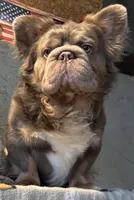 Full Fluffy Pied Testable Pink, a male French Bulldog for sale in Schenectady, NY – Photo 8 of 10