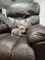 Blueberry , a female French Bulldog for sale in Schenectady, NY – Photo 2 of 4