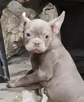 Blueberry , a female French Bulldog for sale in Schenectady, NY – Photo 4 of 4