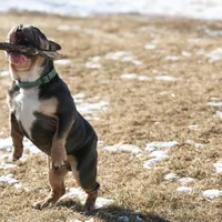 Bentley UK bloodline, a male English Bulldog for sale in Schenectady, NY – Photo 8 of 8