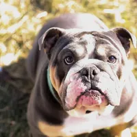 Bentley UK bloodline, a male English Bulldog for sale in Schenectady, NY – Photo 2 of 8