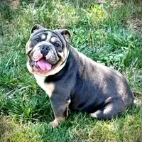 Bentley UK bloodline, a male English Bulldog for sale in Schenectady, NY – Photo 6 of 8