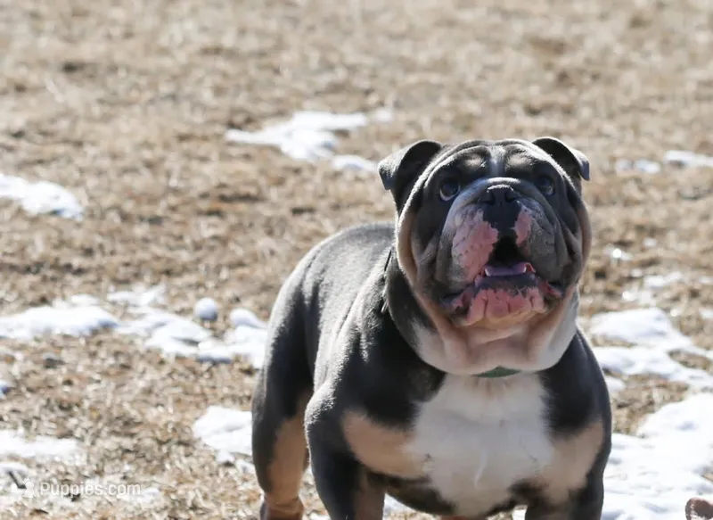 Bentley UK bloodline