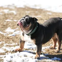 Bentley UK bloodline, a male English Bulldog for sale in Schenectady, NY – Photo 3 of 8