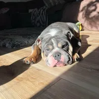 Bentley UK bloodline, a male English Bulldog for sale in Schenectady, NY – Photo 4 of 8